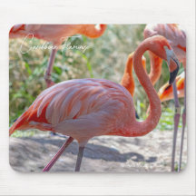 Caribbean Flamingo
