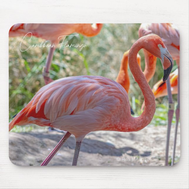 Caribbean Flamingo Mouse Pad (Front)