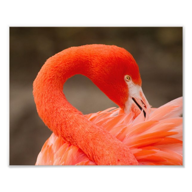 Caribbean flamingo photo print (Front)
