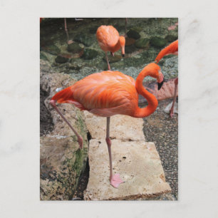Caribbean Flamingos # 3 Postcard