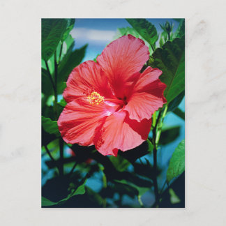 Caribbean flower postcard