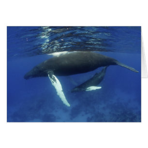 Caribbean, Greater Antilles archipelago,