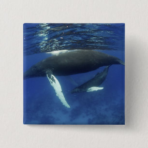 Caribbean, Greater Antilles archipelago, 15 Cm Square Badge