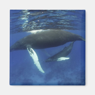 Caribbean, Greater Antilles archipelago, Magnet