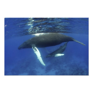 Caribbean, Greater Antilles archipelago, Photo Print