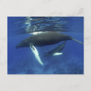 Caribbean, Greater Antilles archipelago, Postcard