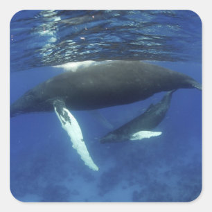 Caribbean, Greater Antilles archipelago, Square Sticker