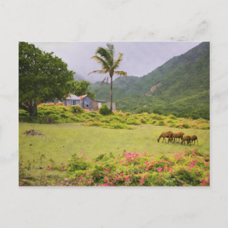 Caribbean Island Sheep and Traditional House Scene Postcard