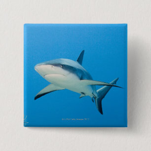 Caribbean reef shark (Carcharhinus perezi) 15 Cm Square Badge