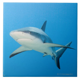 Caribbean reef shark (Carcharhinus perezi) Ceramic Tile