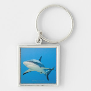 Caribbean reef shark (Carcharhinus perezi) Key Ring