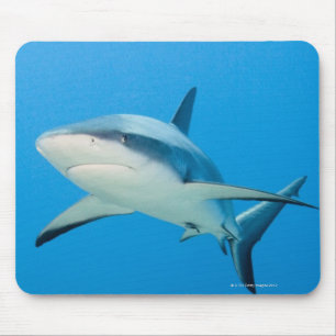 Caribbean reef shark (Carcharhinus perezi) Mouse Pad