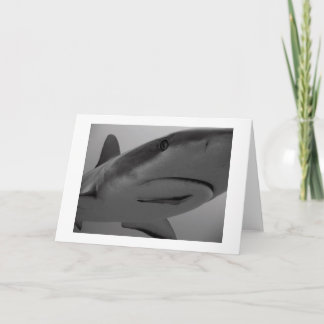 Caribbean Reef Shark Card