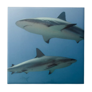 Caribbean Reef Shark Ceramic Tile