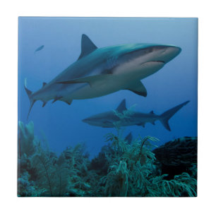 Caribbean Reef Shark Jardines de la Reina Ceramic Tile