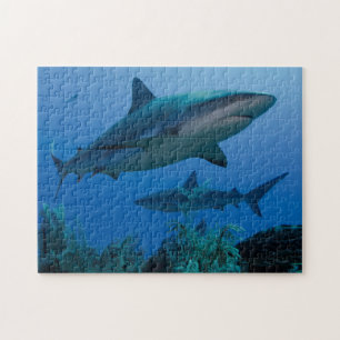 Caribbean Reef Shark Jardines de la Reina Jigsaw Puzzle