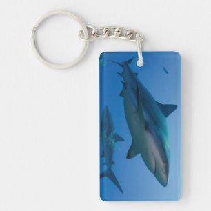 Caribbean Reef Shark Jardines de la Reina Key Ring