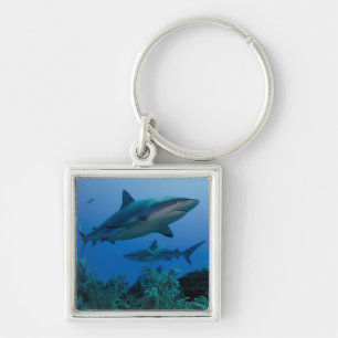 Caribbean Reef Shark Jardines de la Reina Key Ring
