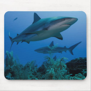 Caribbean Reef Shark Jardines de la Reina Mouse Pad