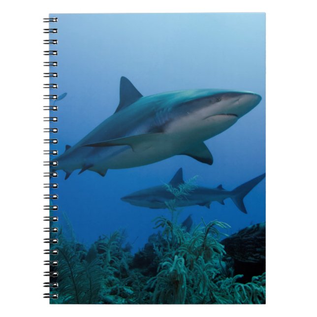 Caribbean Reef Shark Jardines de la Reina Notebook (Front)