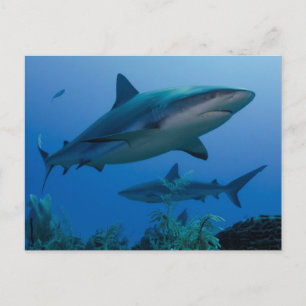 Caribbean Reef Shark Jardines de la Reina Postcard