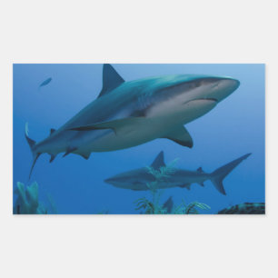 Caribbean Reef Shark Jardines de la Reina Rectangular Sticker
