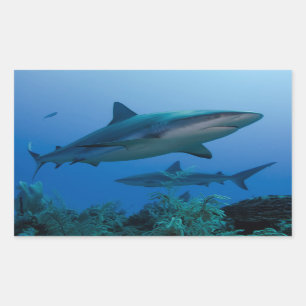 Caribbean Reef Shark Jardines de la Reina Rectangular Sticker