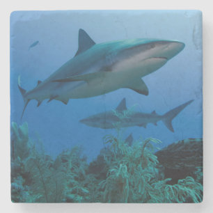 Caribbean Reef Shark Jardines de la Reina Stone Coaster