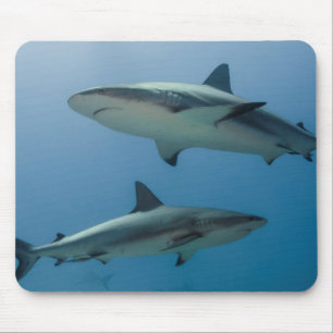 Caribbean Reef Shark Mouse Pad