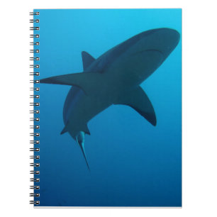 Caribbean Reef Shark Notebook