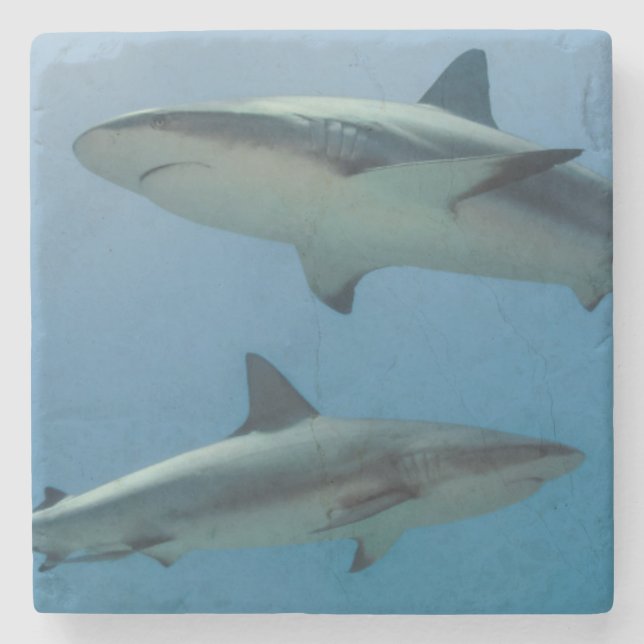 Caribbean Reef Shark Stone Coaster (Front)