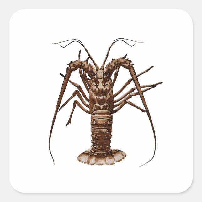 Caribbean Spiny Lobster Square Sticker (Front)