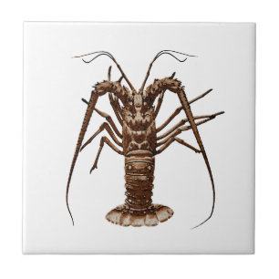 Caribbean Spiny Lobster Tile