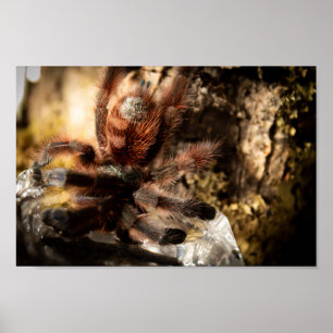 Caribena Versicolor Pink Toe Tarantula Poster