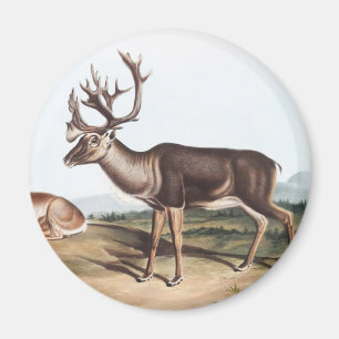 Caribou, American Rein Deer (Tarandus furcifer) Magnet