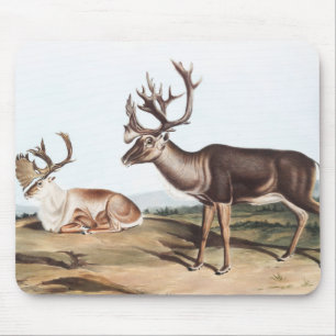 Caribou, American Rein Deer (Tarandus furcifer) Mouse Pad