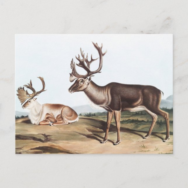 Caribou, American Rein Deer (Tarandus furcifer) Postcard (Front)