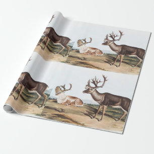 Caribou, American Rein Deer (Tarandus furcifer) Wrapping Paper