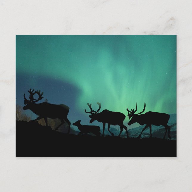 Caribou and Northern Lights Postcard (Front)