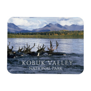 Caribou Crossing Kobuk River, Alaska Magnet
