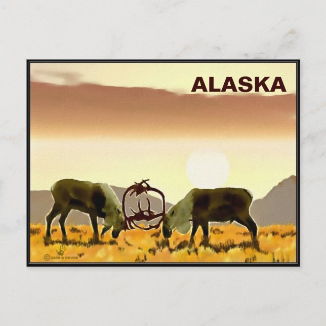 Caribou Duel - Alaska Postcard (Front)
