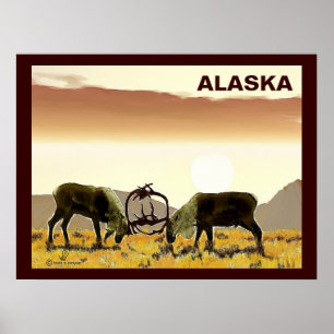 Caribou Duel - Alaska Poster