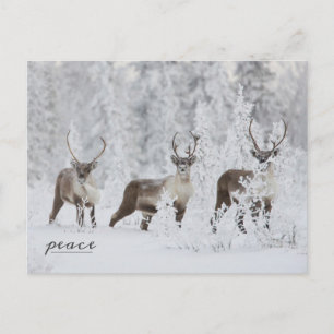 Caribou Gropu Migrating in Snow Holiday Postcard