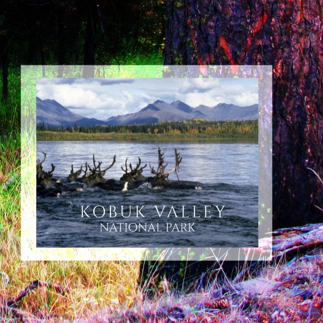 Caribou Migrating across Kobuk River, Alaska Postcard (Creator Uploaded)