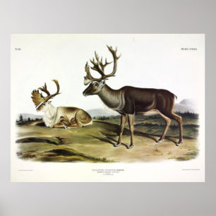 Caribou, or American Reindeer by Audubon Poster