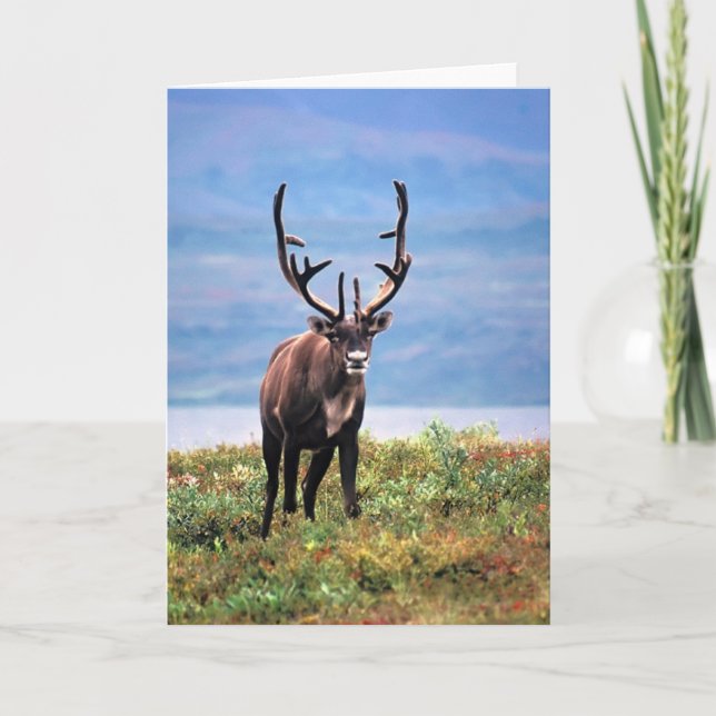 Caribou or Reindeer | Denali National Park, Alaska Card (Front)