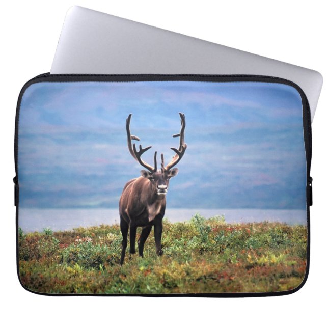 Caribou or Reindeer | Denali National Park, Alaska Laptop Sleeve (Front)