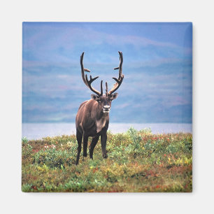 Caribou or Reindeer Denali National Park, Alaska Magnet