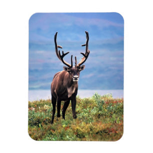 Caribou or Reindeer Denali National Park, Alaska Magnet