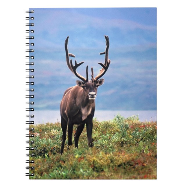 Caribou or Reindeer | Denali National Park, Alaska Notebook (Front)